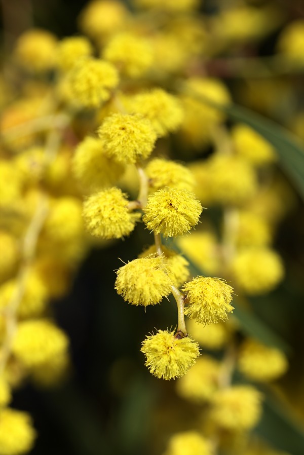 Wattle Tree Yellow Flowers by Joy Watson